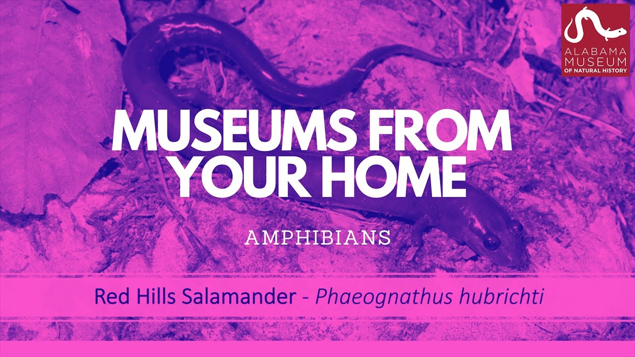 Museums From Your Home: Amphibians