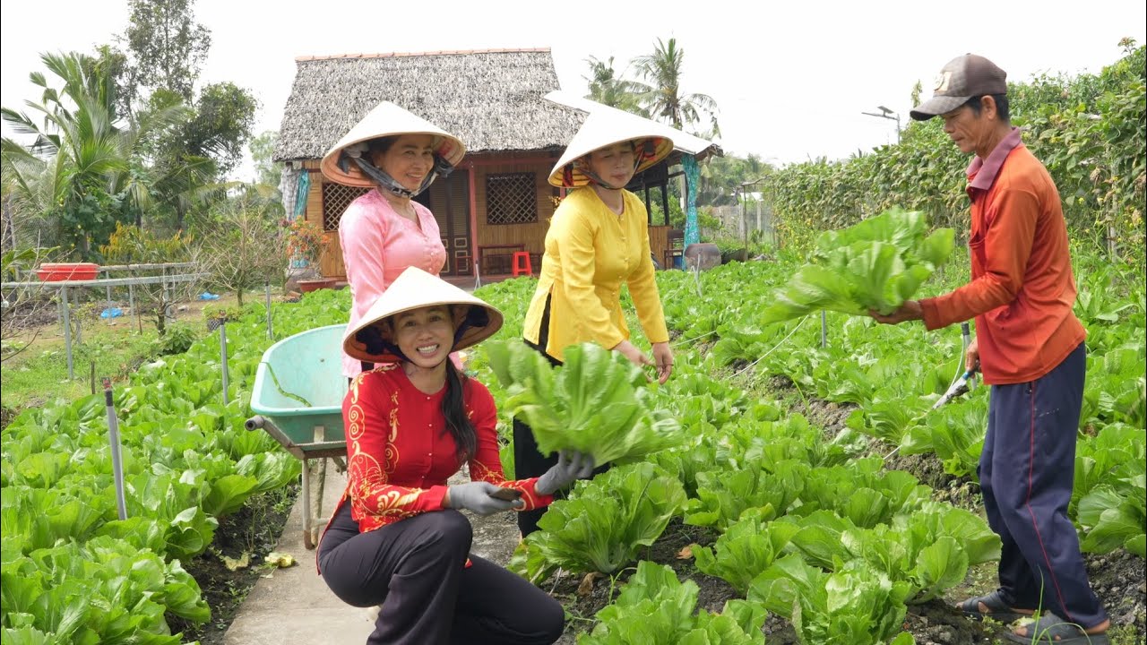 1474 / Thu hoạch 300 ký cải tàu sậy đi chợ bán