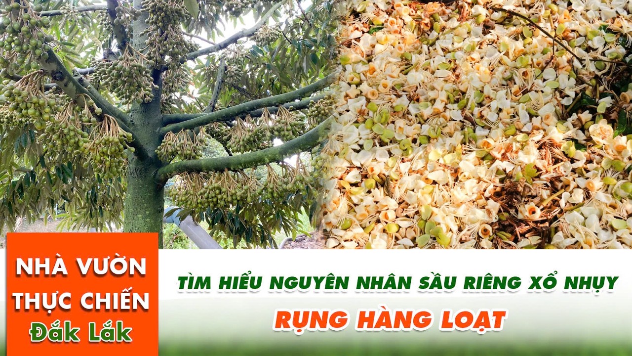 Nguyên nhận Sầu Riêng Xổ Nhuỵ Nhưng Rụng Bông Hàng Loạt & Cách Xử Lí
