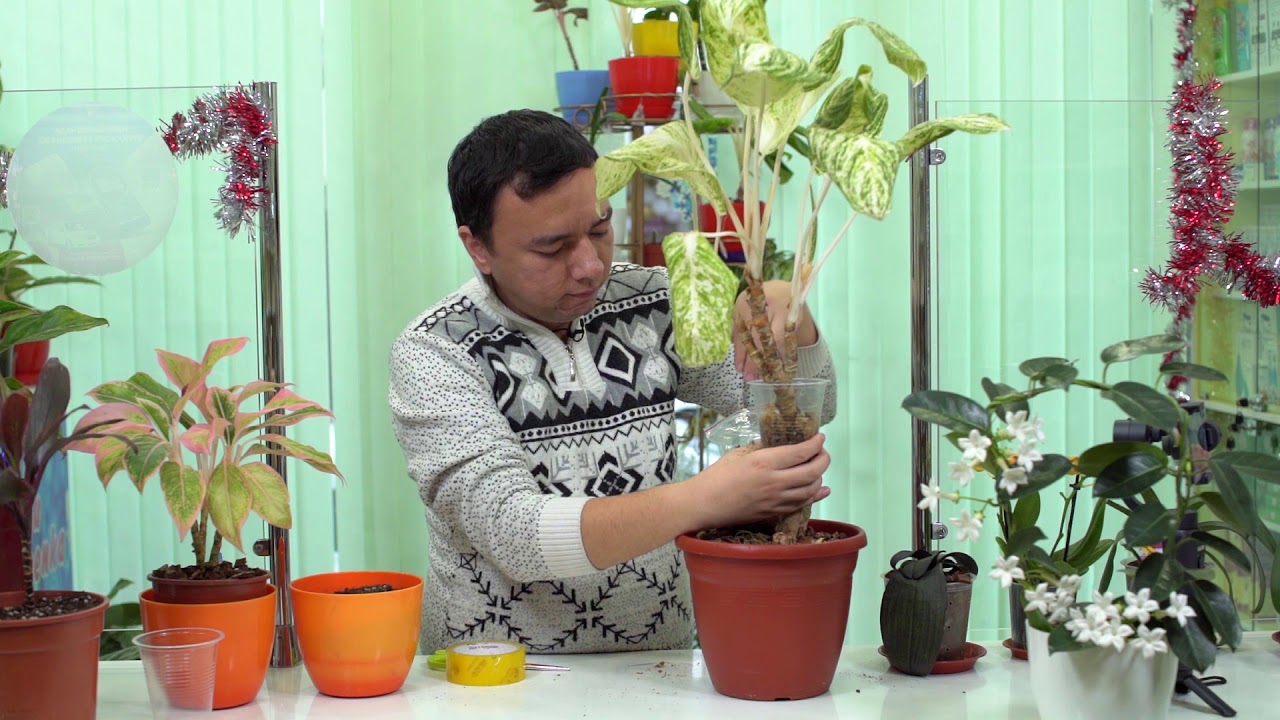 Аглаонема гулини ёшартиришнинг антиқа усули😳👍