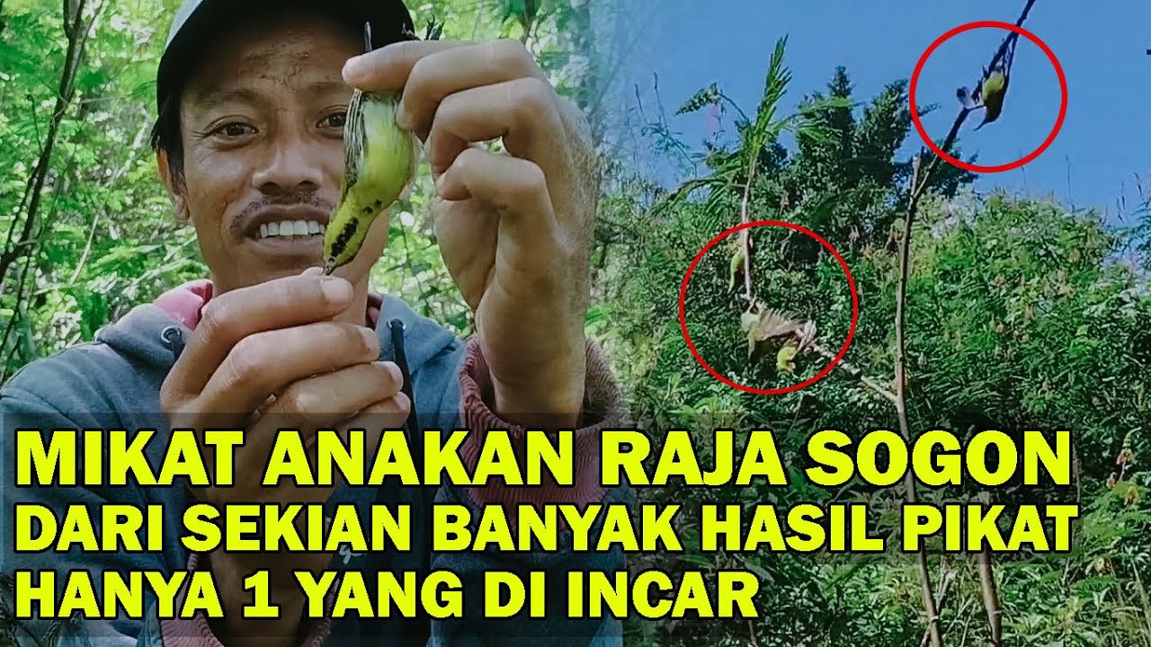 Mikat burung sogon dapat yang prospek anakan raja sogon