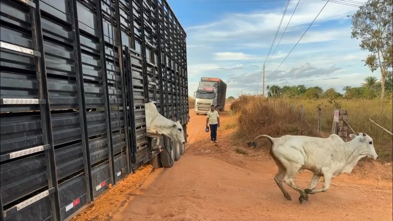 DESCARREGAMOS O GADO PELA BARRIGA DA CARRETA… Part.2
