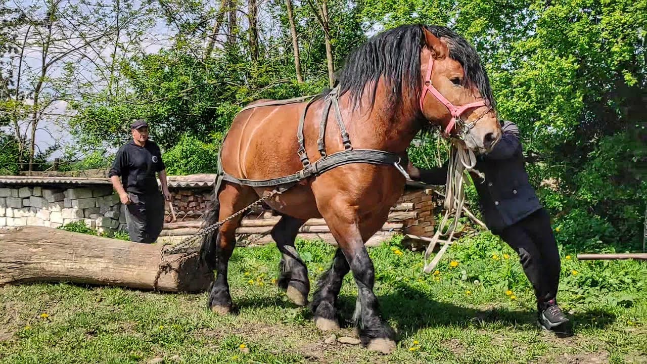 МОГУТНІЙ 💪ЖЕРЕБЕЦЬ ХАН/ПЕТРО ДАЄ ЖАРУ🔥/ЖЕРЕБЕЦЬ НА ПАРОВКУ
