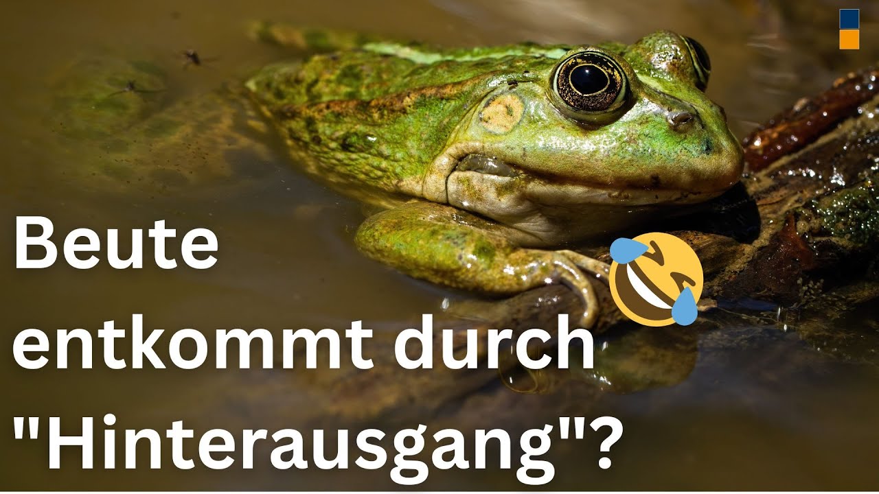 Wie entkommt ein gefressenes Beutetier dem Darm eines Frosches?