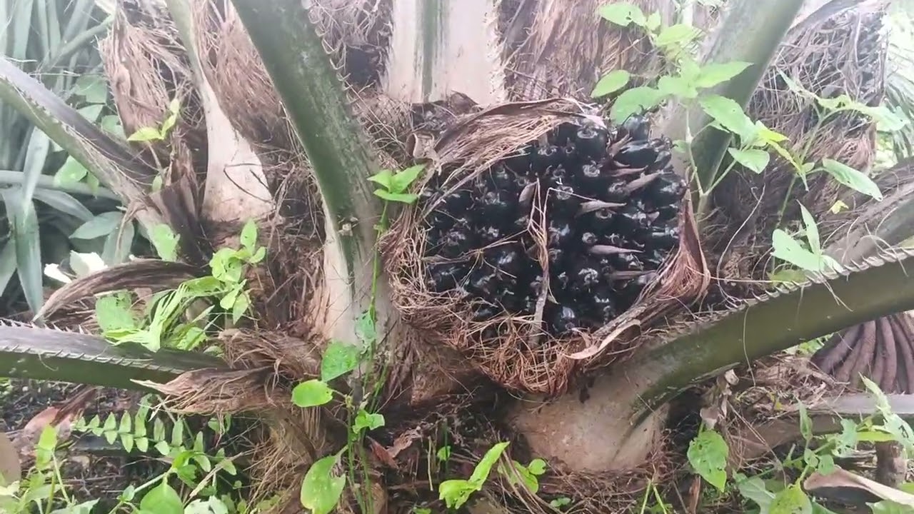 Proses pembuangan batang nanas pada piringan kelapa sawit (Part 1)