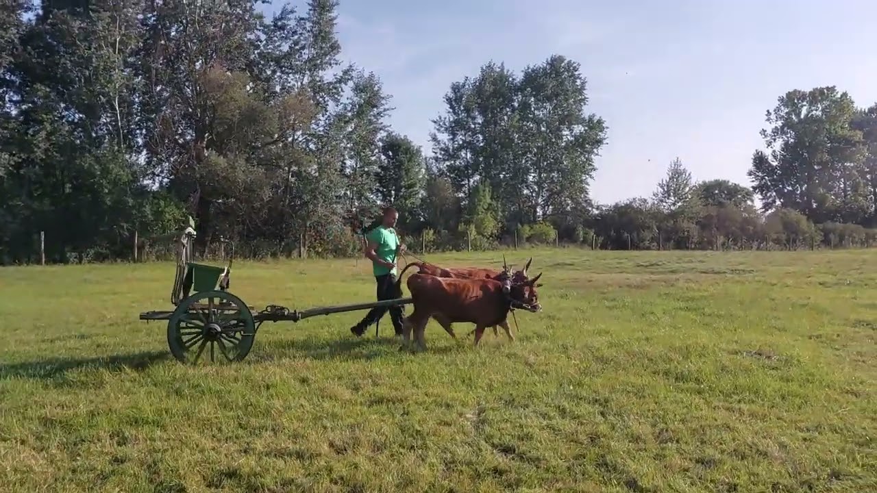 Marha képzés 3 (hajtás)