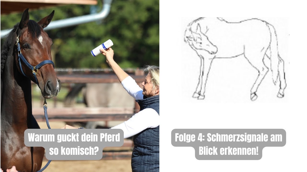 Körpersprache des Pferdes - Folge 4: Schmerz erkennen, wenn es eine bestimmte Körperstelle fixiert.
