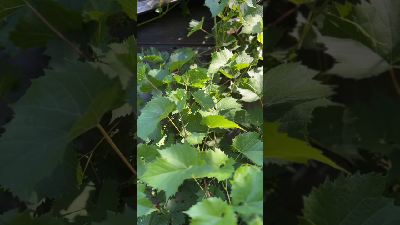 Weinbl&auml;tter kulinarisch nutzen #shorts #wildkr&auml;uter #weinbl&auml;tter #garten #weinblatt #rezept