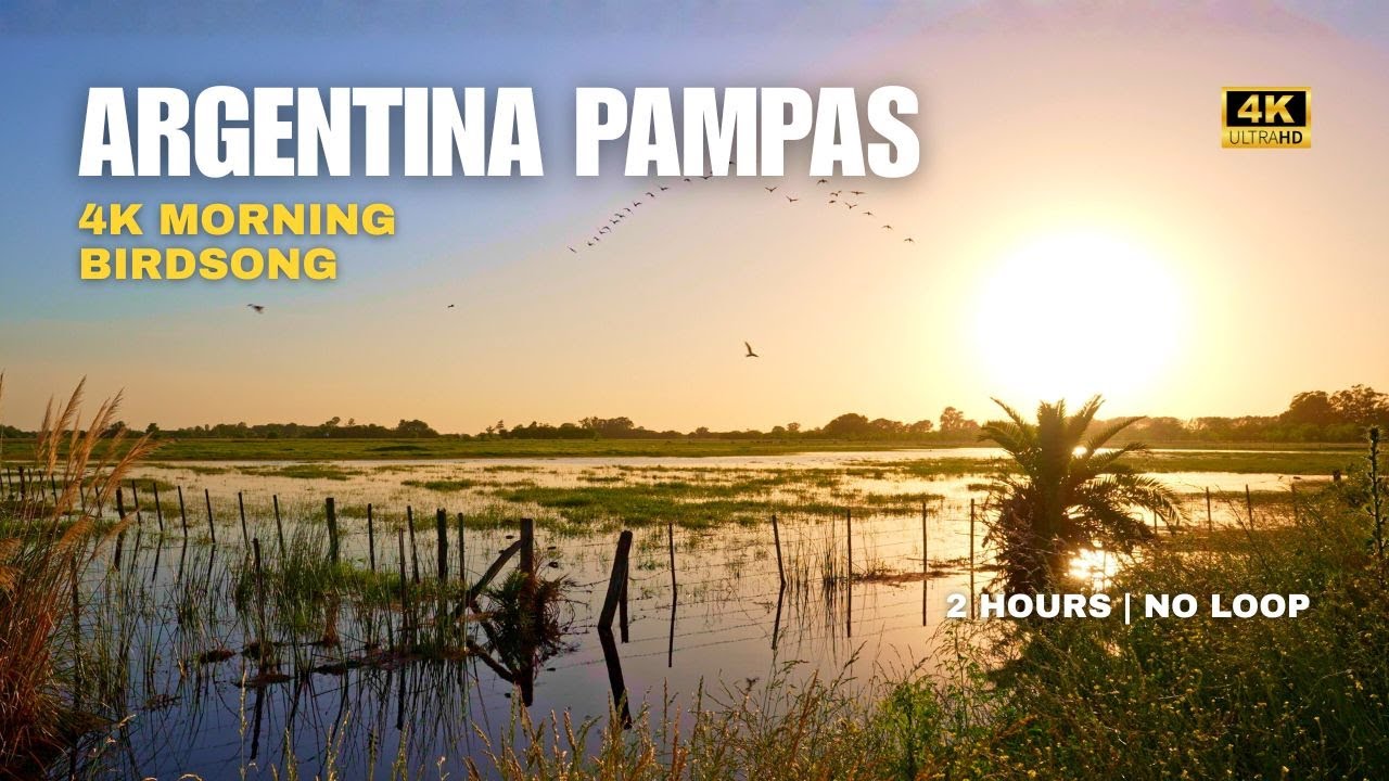 Spring Sunrise: Pampas Birdsong 4K | Argentina Nature