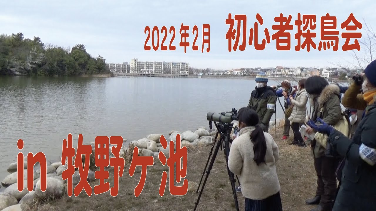 【初心者向けバードウォッチング】2022年2月 牧野ヶ池