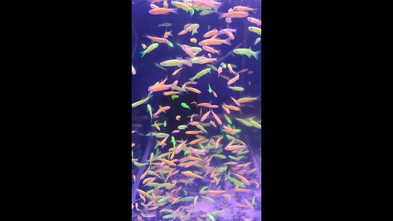 Pet Store Visit 3 - Assorted Fish - Aquarium - Fish