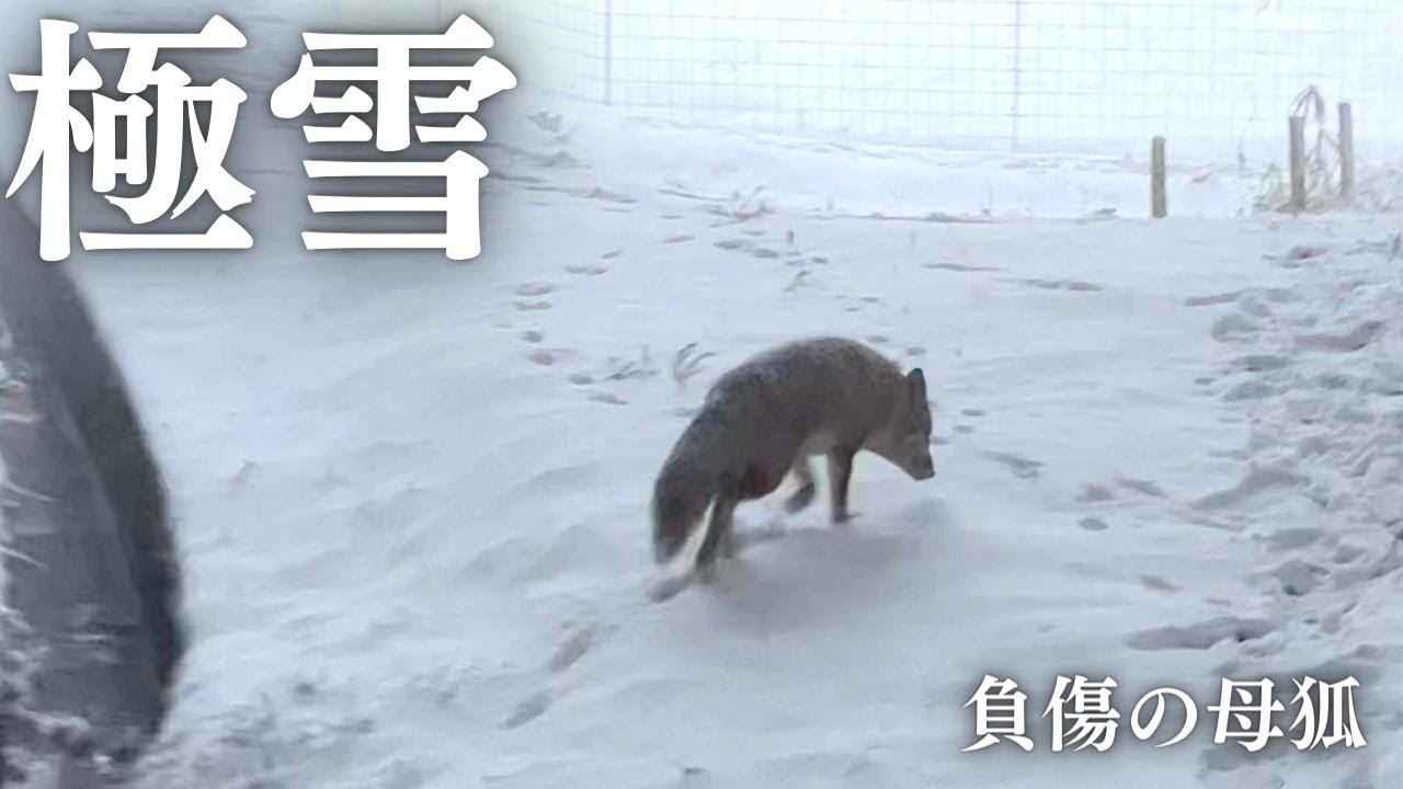 ケガを負ったまま大寒波を乗り越えた母狐と家族たち