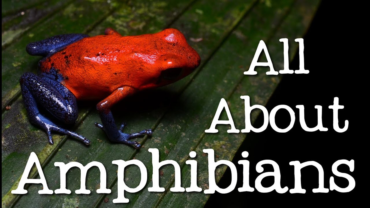 All About Amphibians: Tadpoles, Frogs, and Salamanders - Freeschool