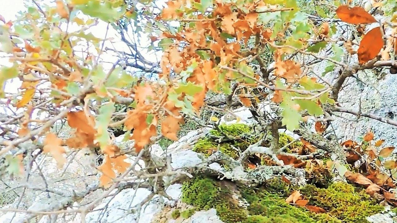 Oak Yamadori Hunting Vol. 2 - Bonsai Inspiration From Nature