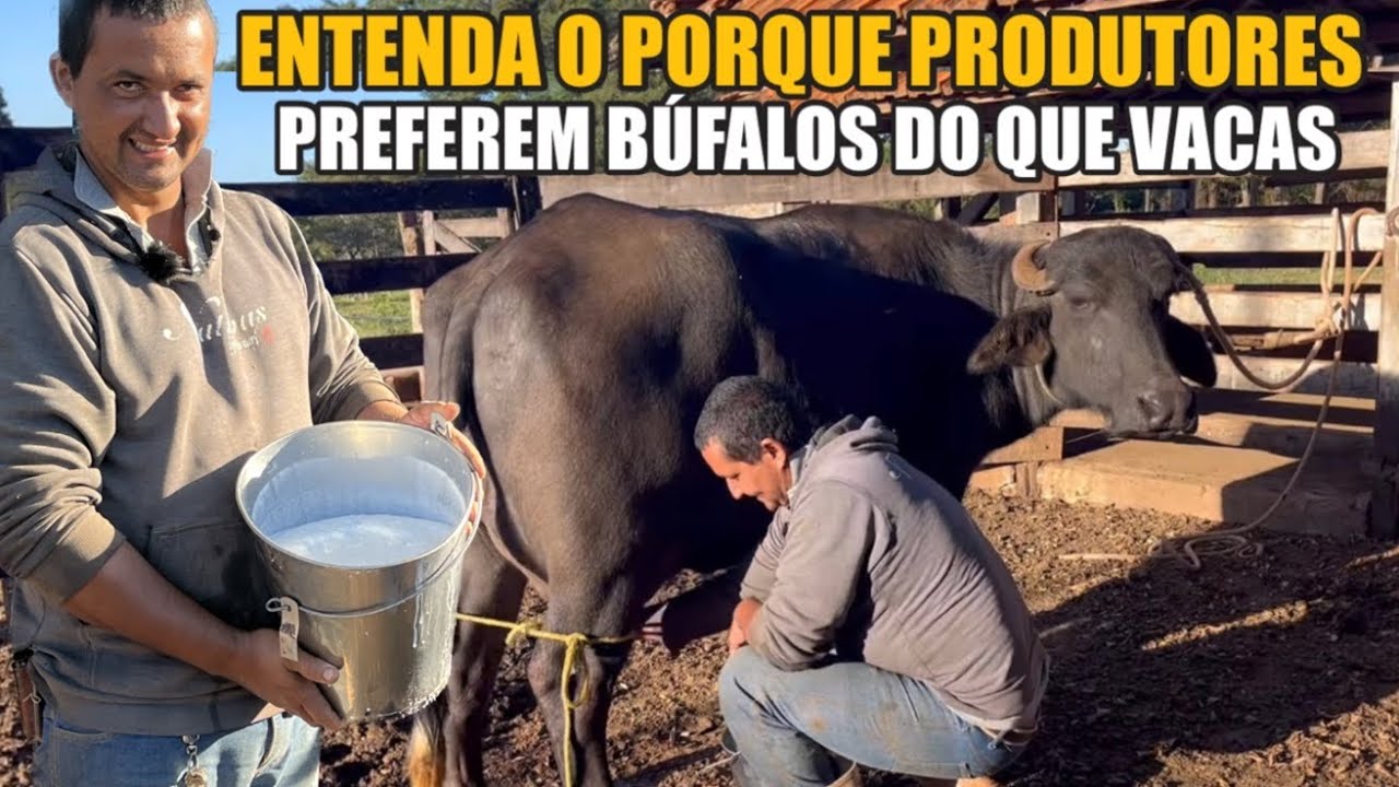 BÚFALOS SÃO MAIS LUCRATIVOS QUE O GADO COMUM 🦬