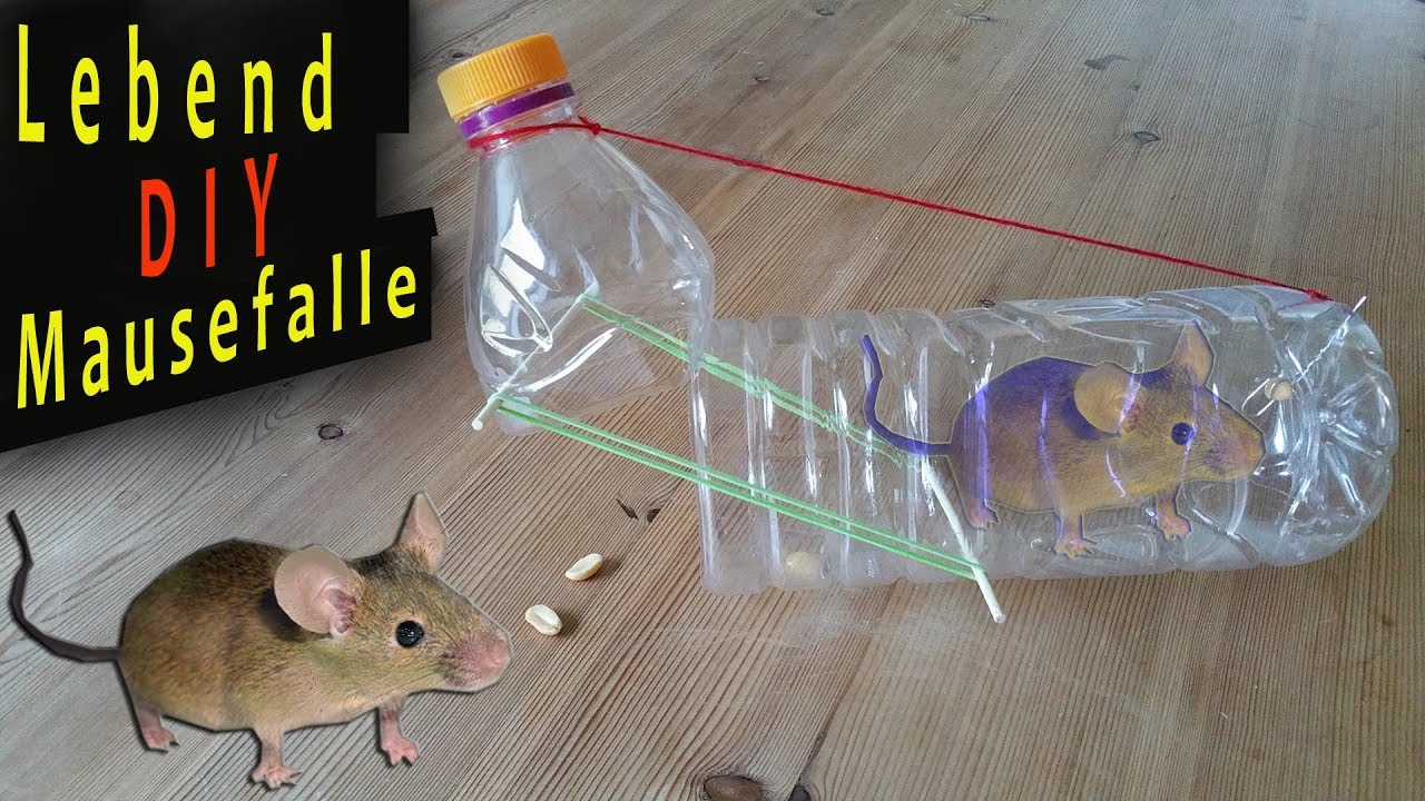 Mausefalle + lebende MAUS fangen +Tutorial