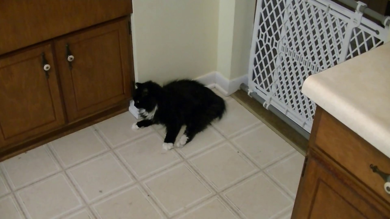 Symptoms of Stroke In Cat