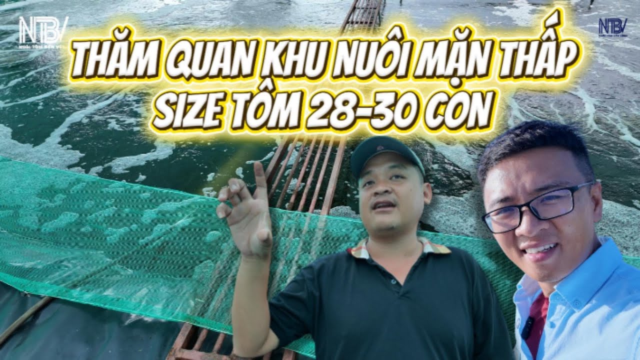 Farm Tour Bạc Liêu: Ao 1000m² Nuôi 4.5 Tấn Tôm, Thiết Kế Oxy Gom Thải & Siphon Rút Thủ Công Độc Đáo