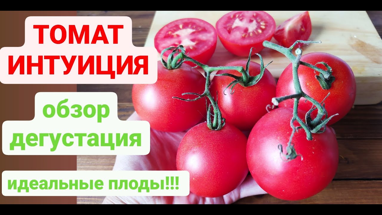 Кистевой ТОМАТ ИНТУИЦИЯ!!! Какие отличные качества имеет? Дача удачи
