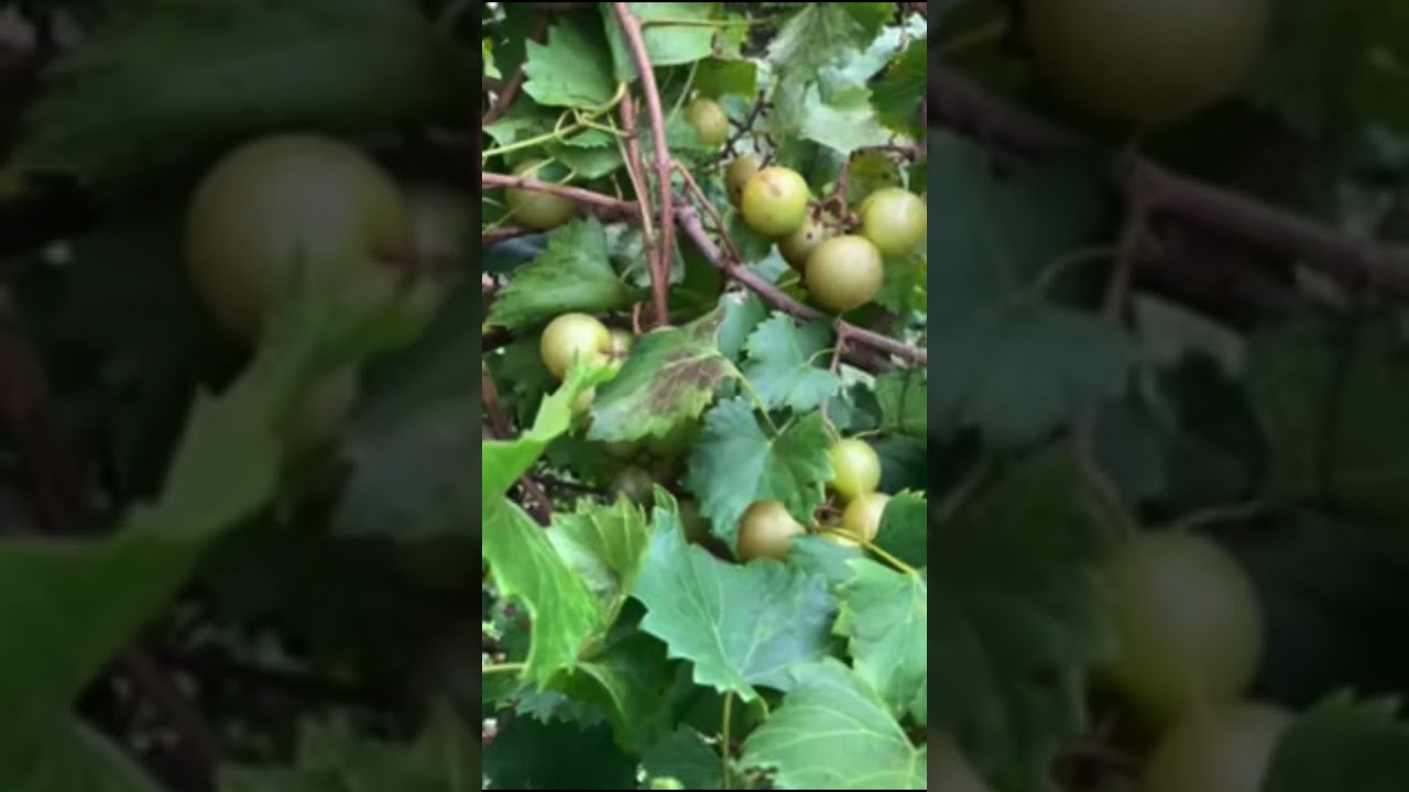Early Fry Muscadine Review by Greg Ison