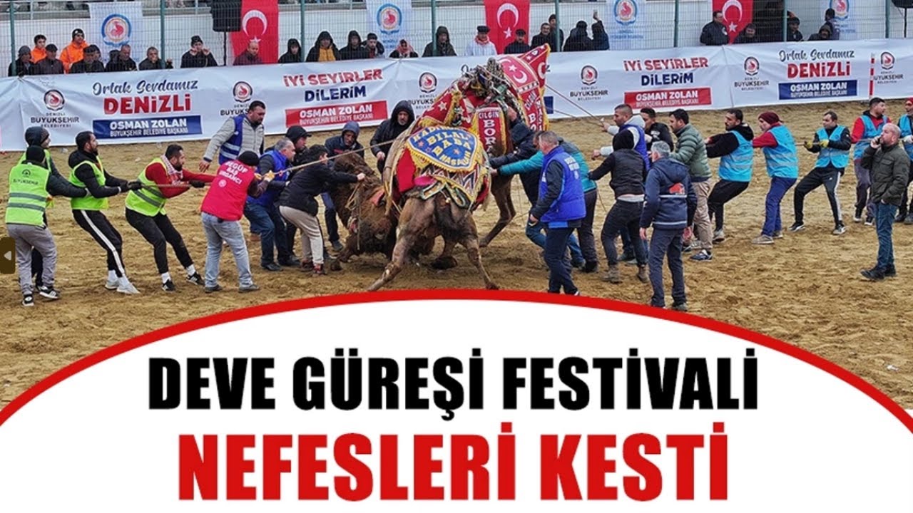 DENİZLİ 3. DEVE GÜREŞİ FESTİVALİ NEFESLERİ KESTİ 120 PEHLİVAN DEVE KIYASIYA MÜCADELE ETTİ