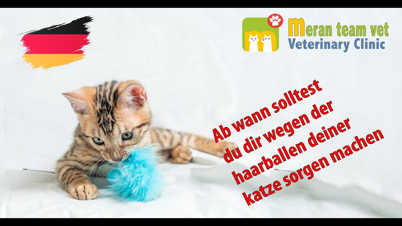 25 - Ab wann solltest du dir wegen der haarballen deiner katze sorgen machen