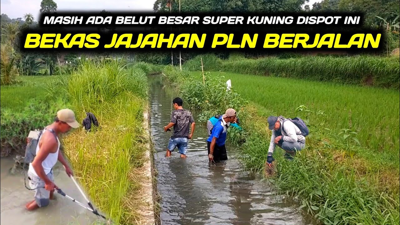 Masih Ada Belut Sebesar Ini Dispot Sungai Bekas Jajahan Tukang Setrum