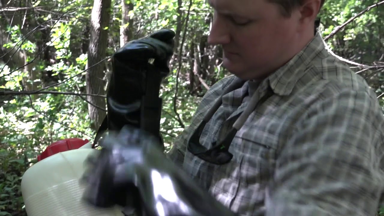 How to manage buckthorn
