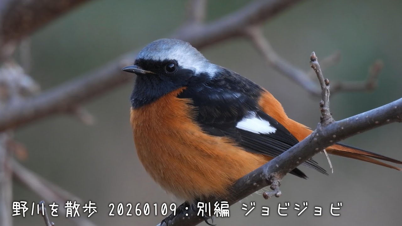 野川を散歩 20260109：別編 ジョビジョビ【作業用】