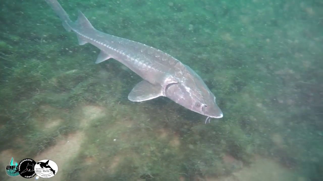Tauchen im Hufeisensee und im Tauchkessel Löbejün