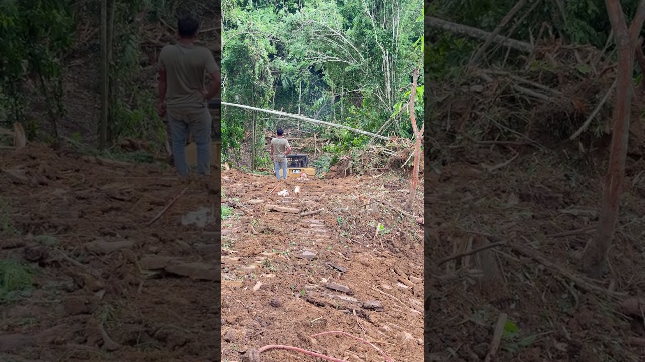 D6R XL Bulldozer's Role in Oil Palm Plantation Development #dozers