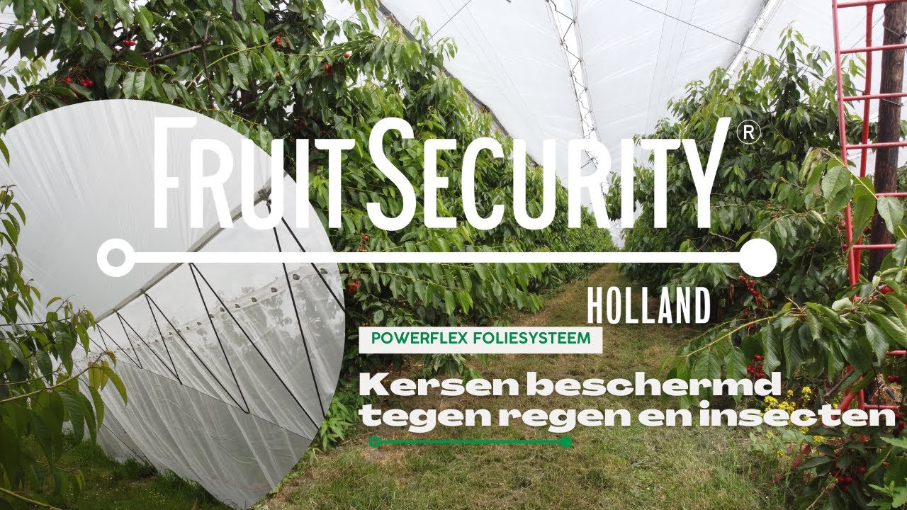 Kersen Beschermd tegen Regen en Insecten | Pure Fruitteelt Technologie- FRUITSECURITY HOLLAND