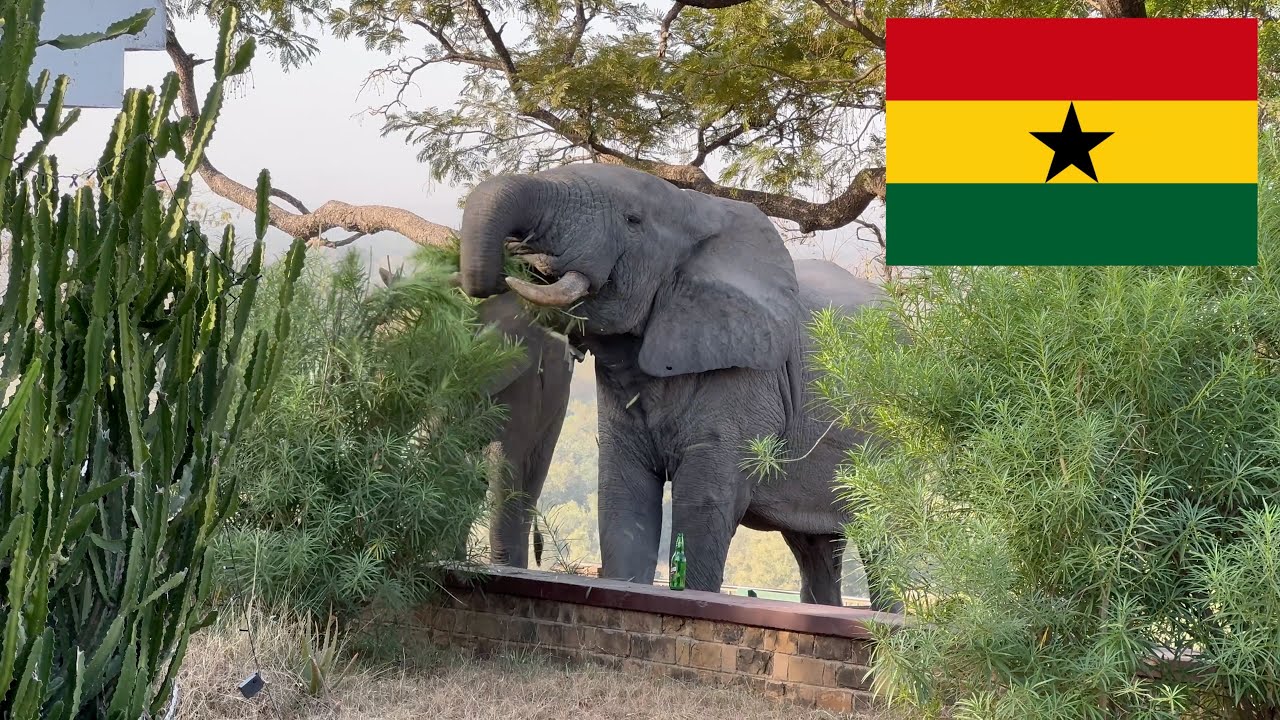 Buscando Elefantes en Ghana - África: E29