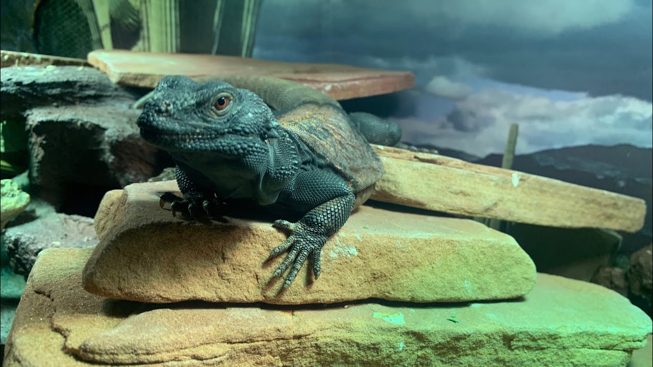How to bathe a lizard - Chuckwalla - Bearded Dragon - Iguana