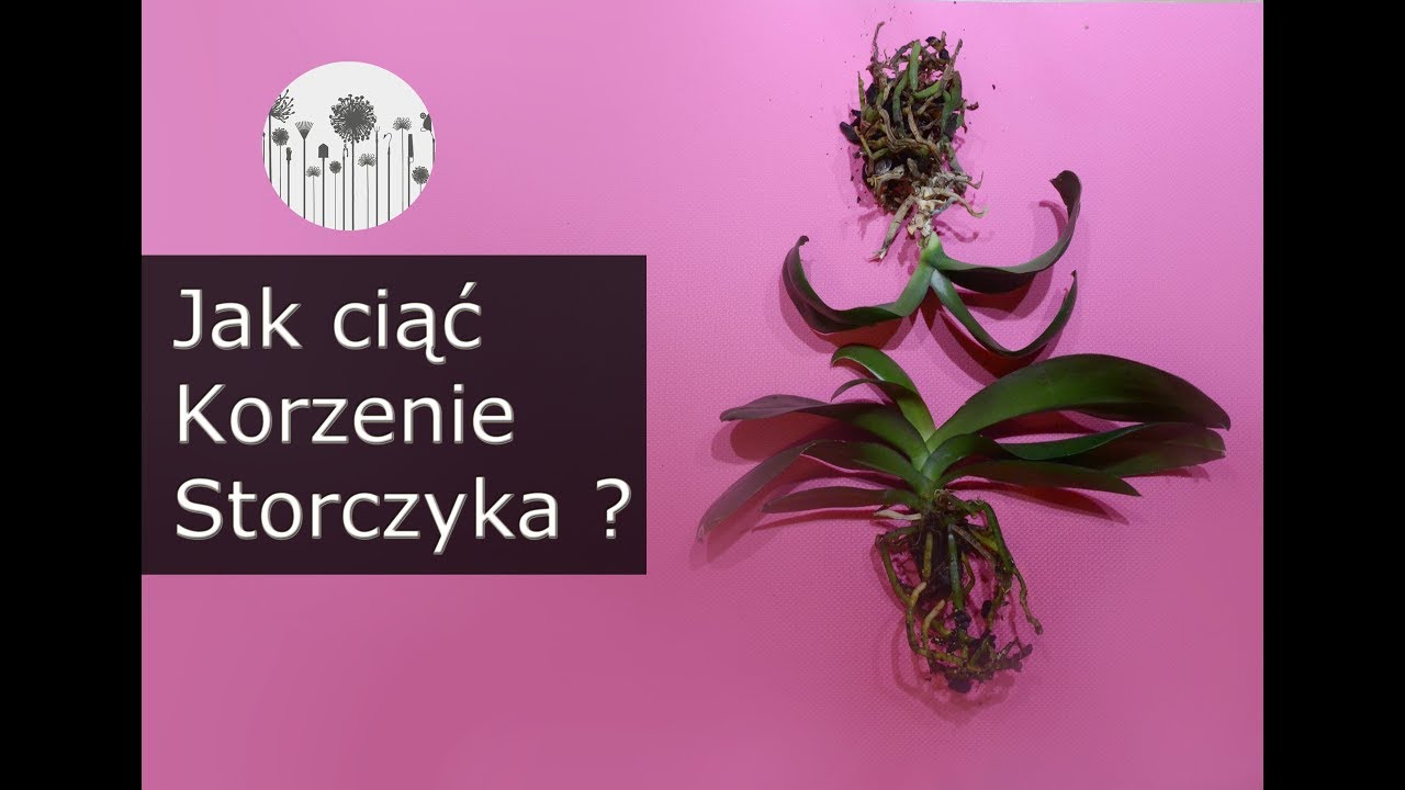 Prawidłowa pielęgnacja stroczyk&oacute;w. Jak ciąć korzenie storczyk&oacute;w i po co ?