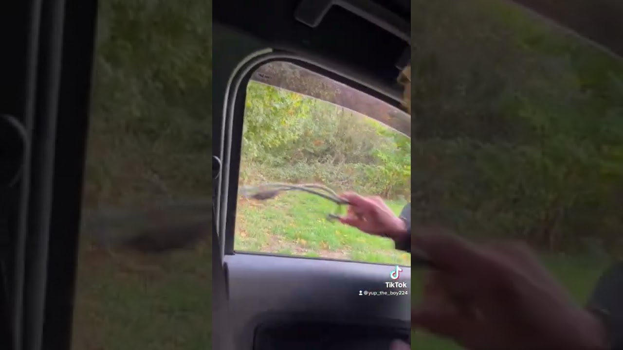 Shooting pheasant catapult 2022