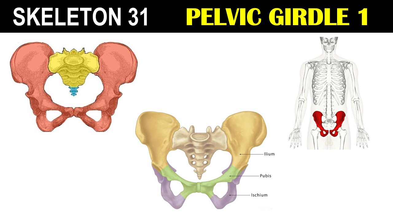 Skeleton 31 | Pelvic GIrdle - Introduction | True & False Pelvis | Male vs Female Pelvis