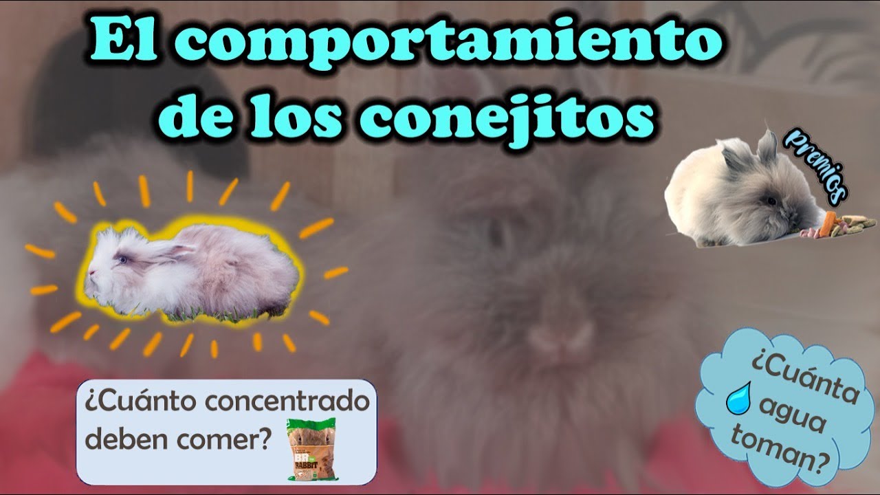 EL COMPORTAMIENTO DE LOS CONEJOS MASCOTA - Hablando de Mascotas