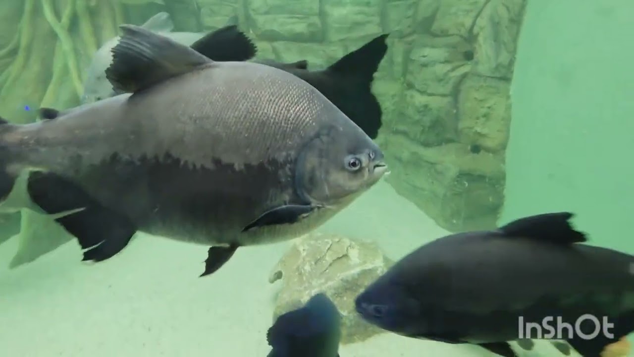 Ahamdabad science Museum ( Aquarium)