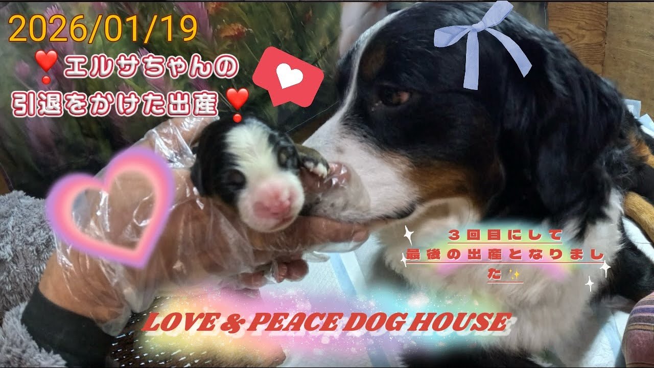 引退をかけた出産❣️3度目にして最後の命を張った大出産❣️