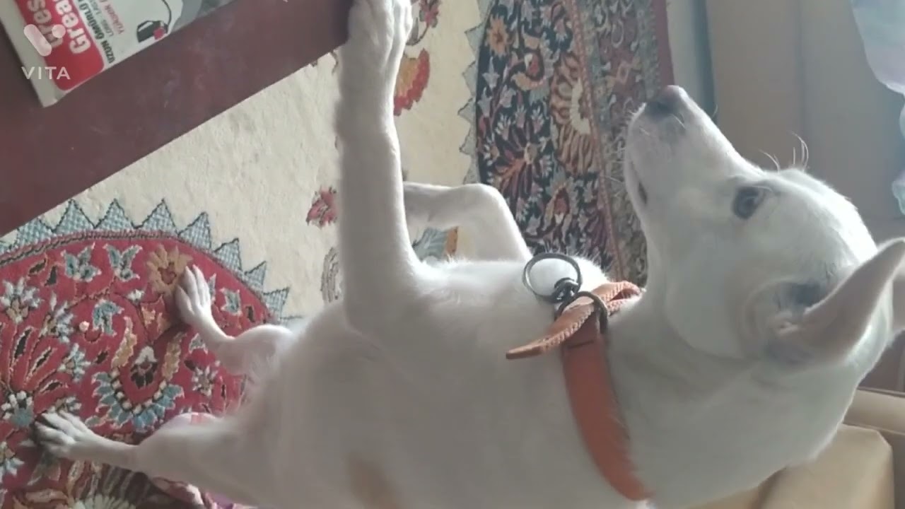 Köpek Gezdirme Tasması Tamiri (FLEXİ) /Dog Collar Repair