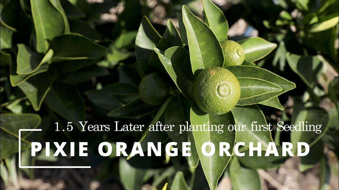 Our Pixie Orange Farm 1.5 years since Transplant of Seedlings #farmlife #farming #orchard #orange