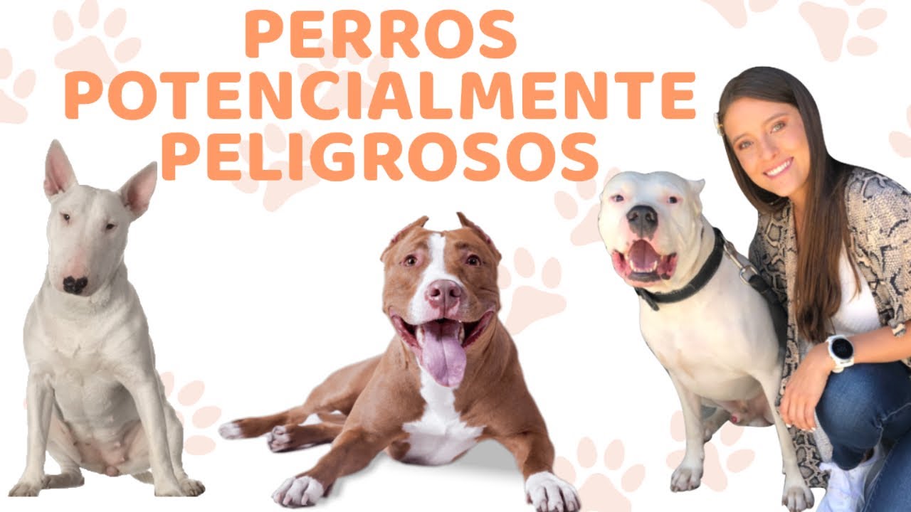 LA VERDAD SOBRE LOS PERROS POTENCIALMENTE PELIGROSOS - Lauvet