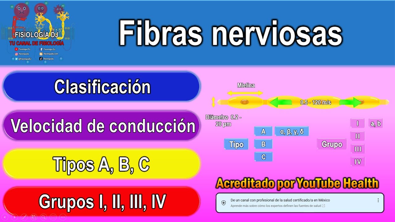 Fibras nerviosas | Fibras nerviosas miel&iacute;nicas y amiel&iacute;nicas | Fibras nerviosas clasificaci&oacute;n