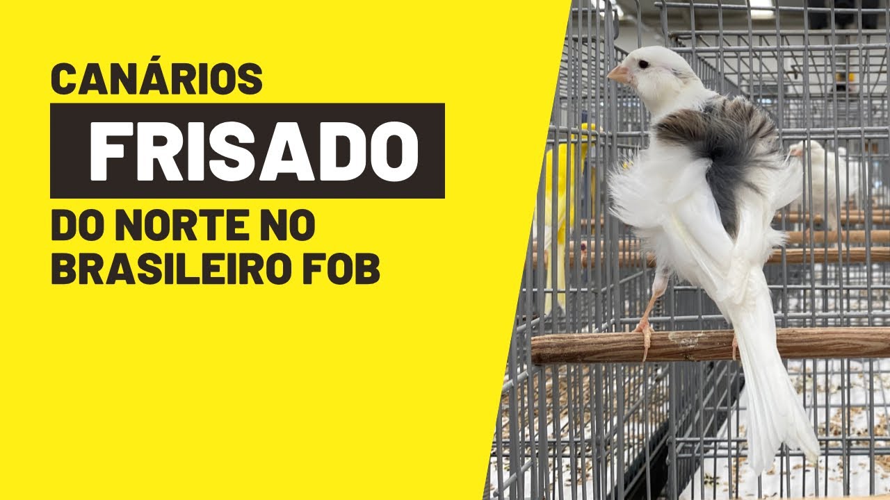 Canários FRISADOS DO NORTE no 70° BRASILEIRO FOB