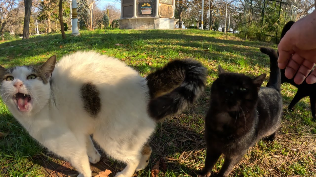 Самый громкий мурлыкающий кот и самый разговорчивый кот приветствуют меня по-своему.