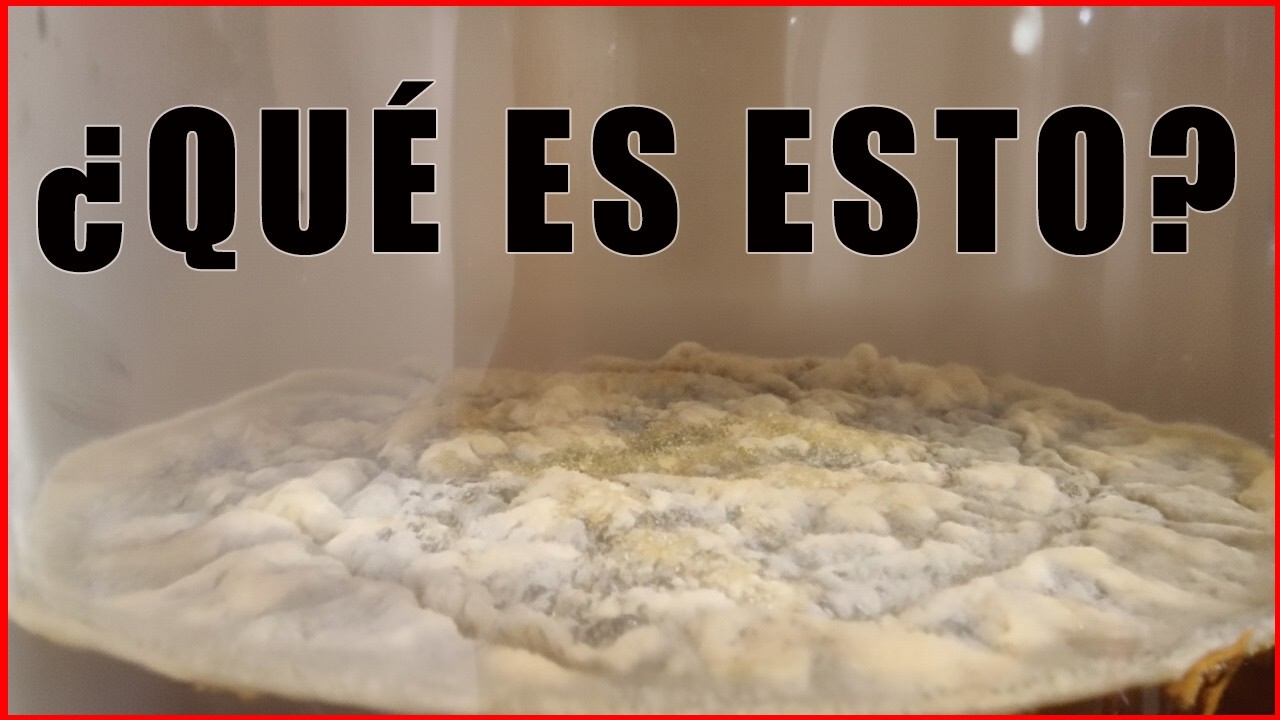 Te lo cuento TODO sobre el SCOBY de KOMBUCHA🫖 (desde 0 y paso a paso)