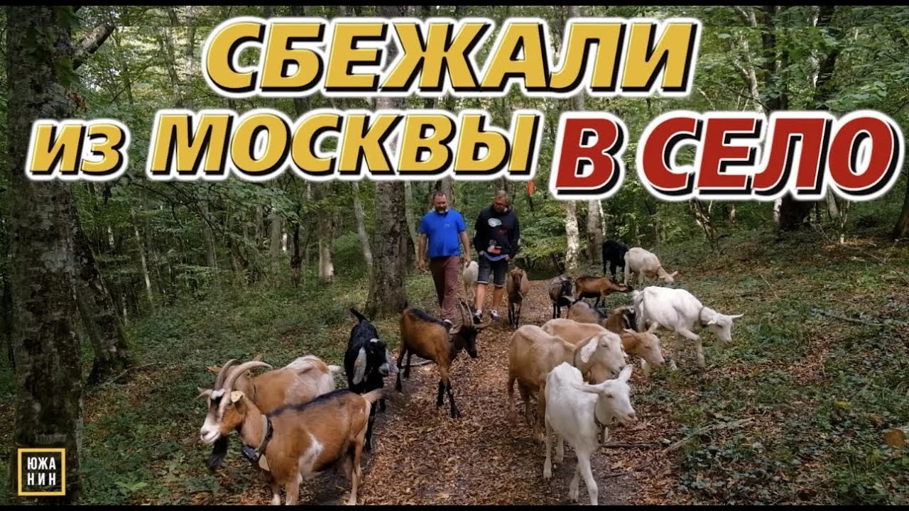 Бизнес на сыре и козах. Переезд в деревню. Как врачи стали сыроделами.