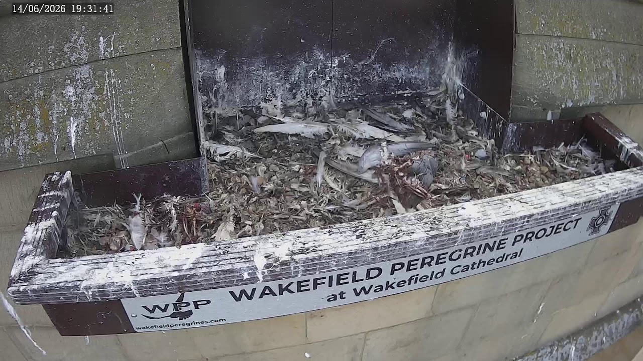 The Wakefield Peregrine Project - Live Nest Box Cam