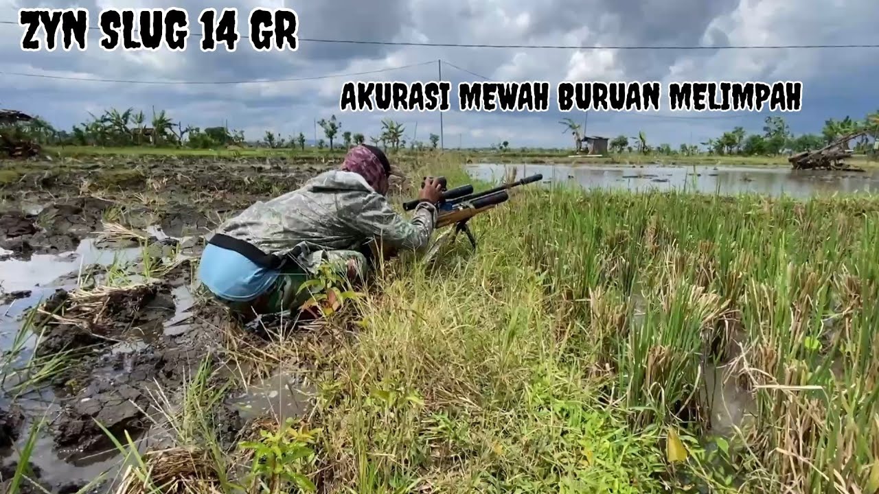 ZYN SLUG 14 GR || BERBURU DI PERSAWAHAN || NEMU BUAH NANGKA MATANG DI POHON